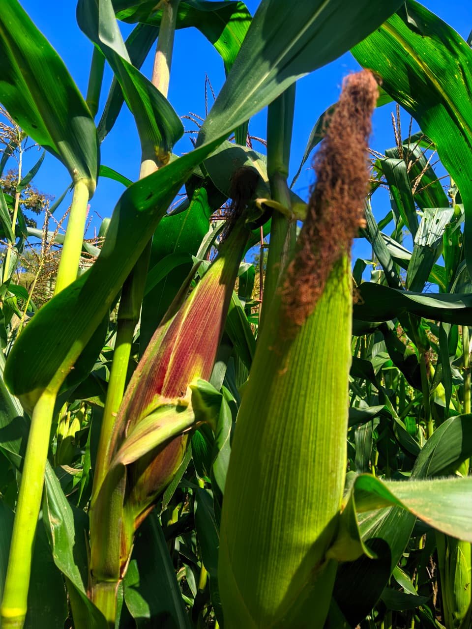 Foto Jagung