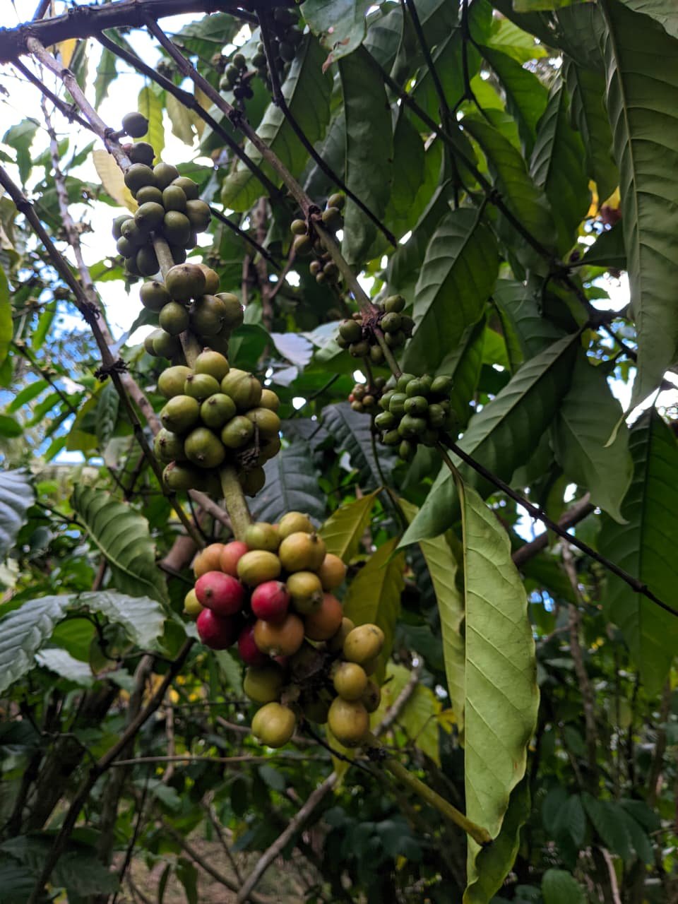 Foto  Kopi